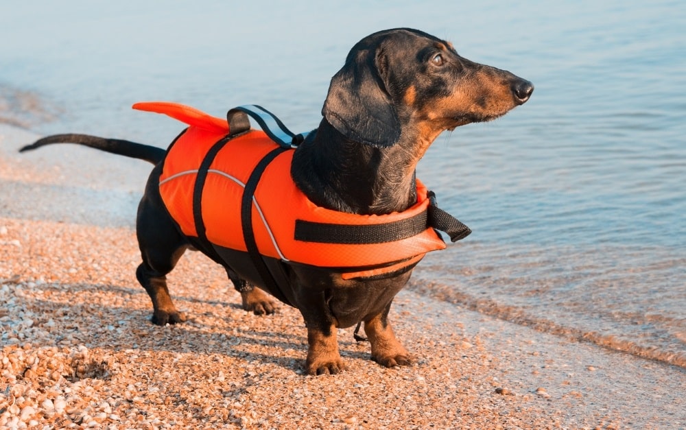 kamizelka pływacka dla małego psa