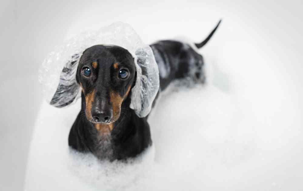 Jak pielęgnować jamnika w domu