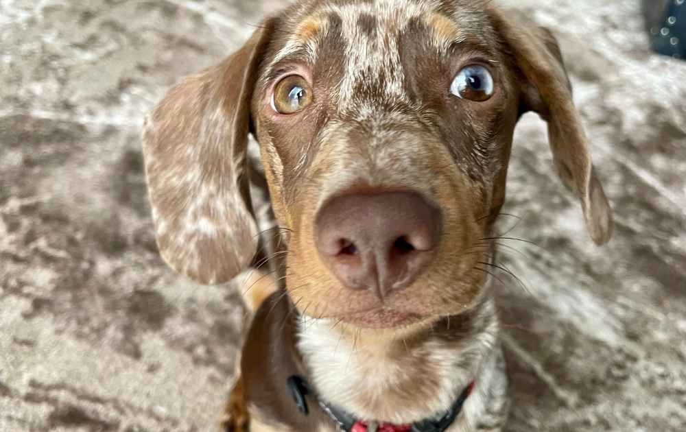 choroby oczu u jamników