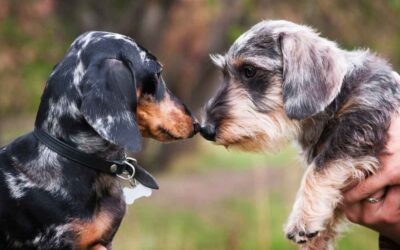 10 mitów o Jamnikach, które musisz poznać (zanim zdecydujesz się na psa!)