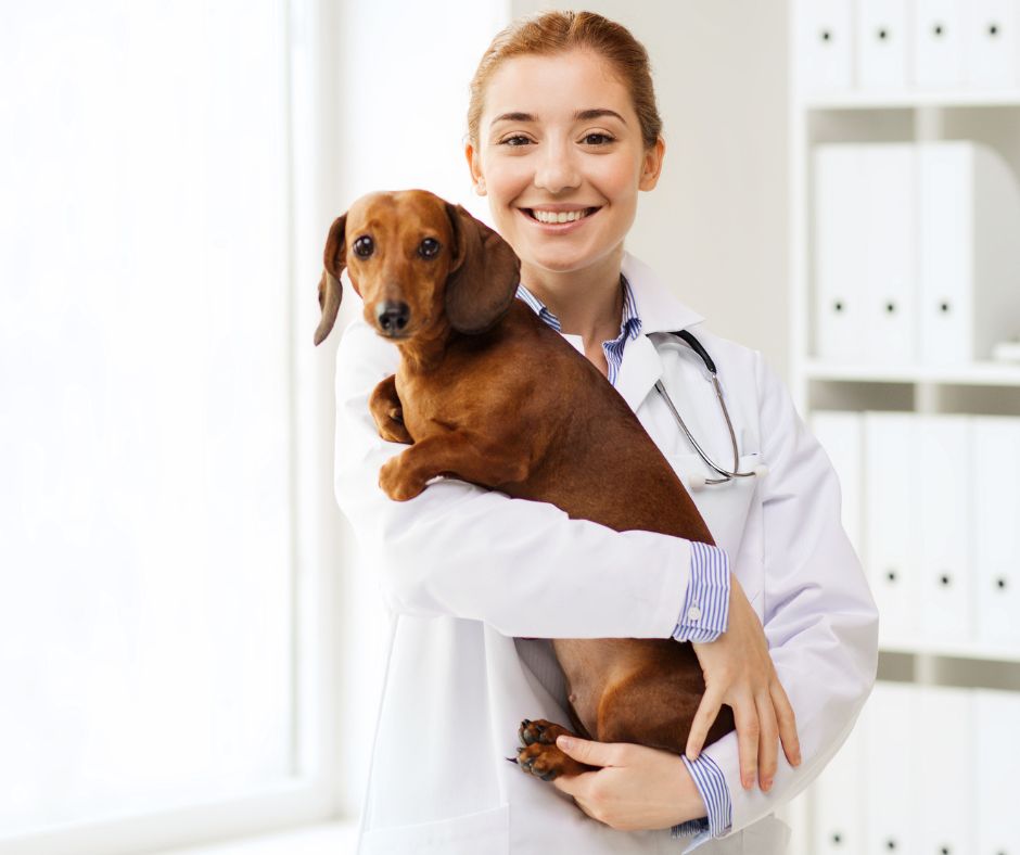 jak podnosic jamnika