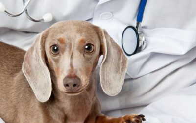 Najczęstsze choroby jamników – kompletny przewodnik właściciela