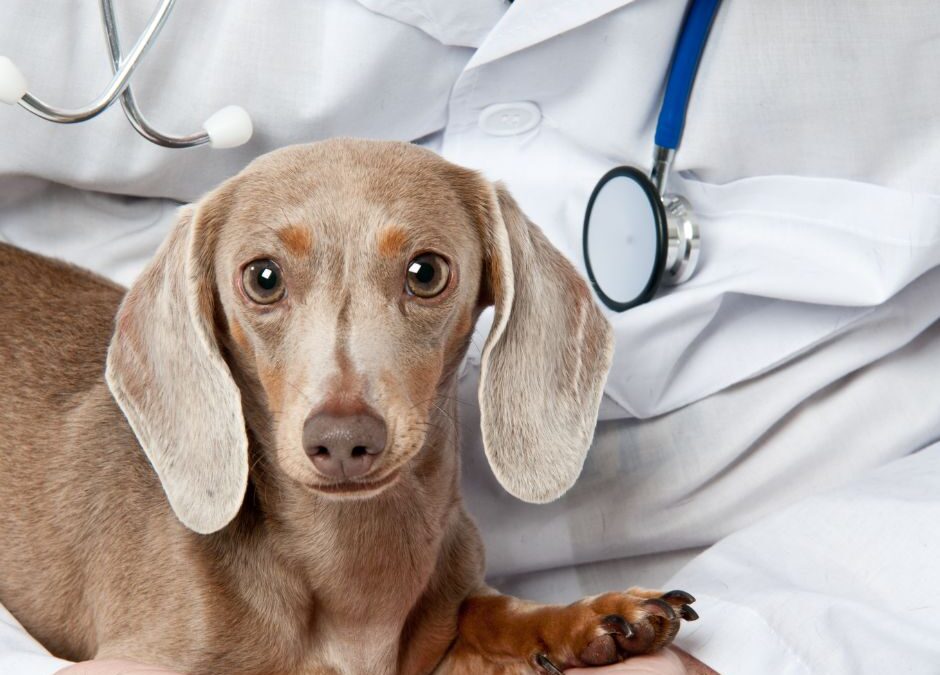 Najczęstsze choroby jamników – kompletny przewodnik właściciela