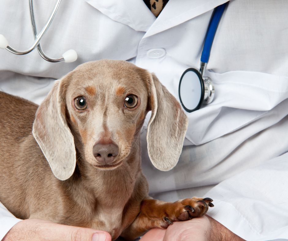 Problemy zdrowotne jamnika