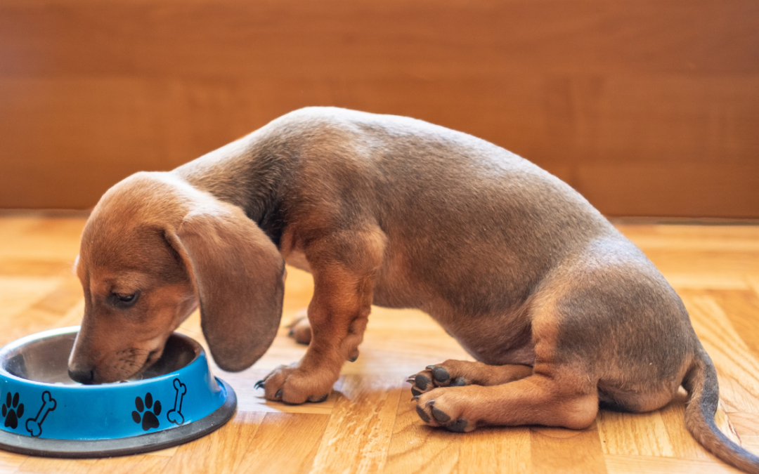 Ile i jak często powinien jeść jamnik? Przewodnik karmienia