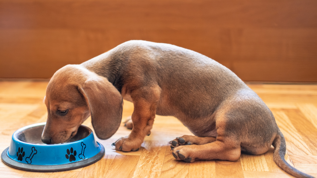 żywienie szczeniaka jamnika żywienie szczeniaka jamnika