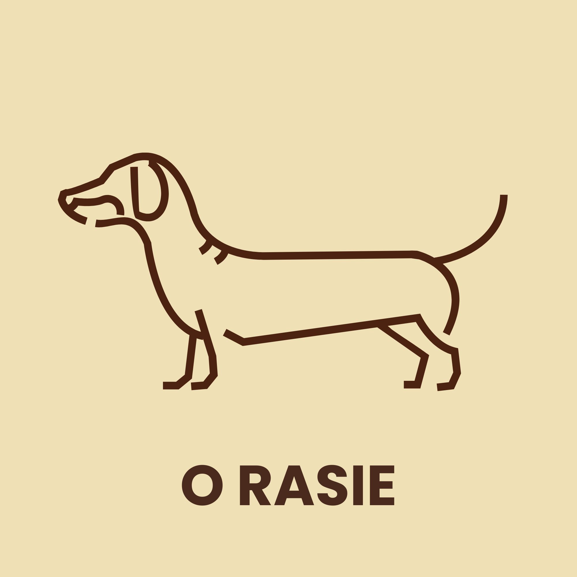 O rasie jamnik O rasie jamnik