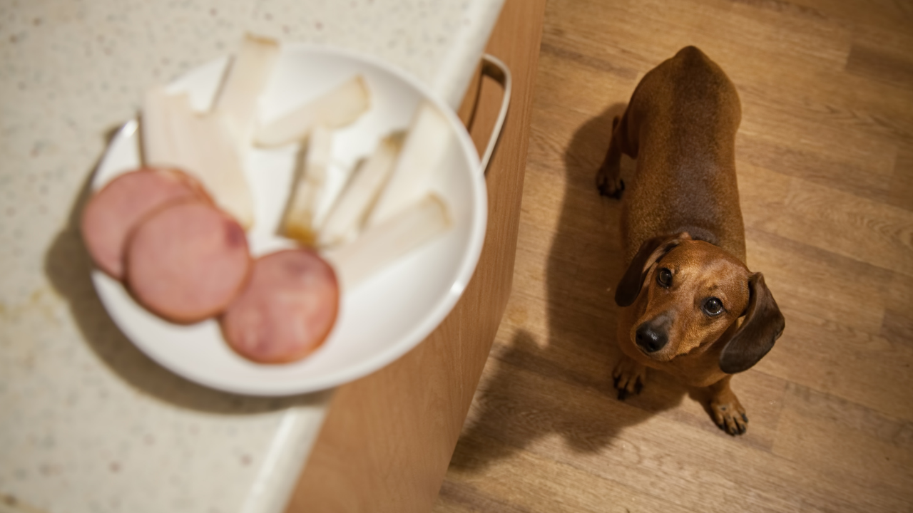 Produkty zakazane dla jamnika Produkty zakazane dla jamnika