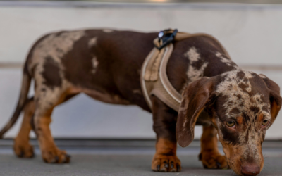 Kiedy zacząć szkolenie jamnika szczeniaka? Etapy i pierwsze ćwiczenia