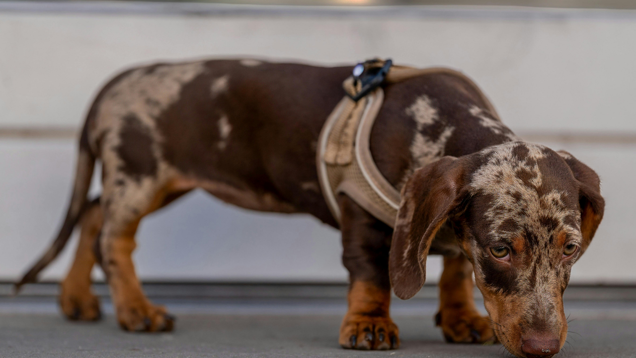 szkolenie jamnika szczeniaka