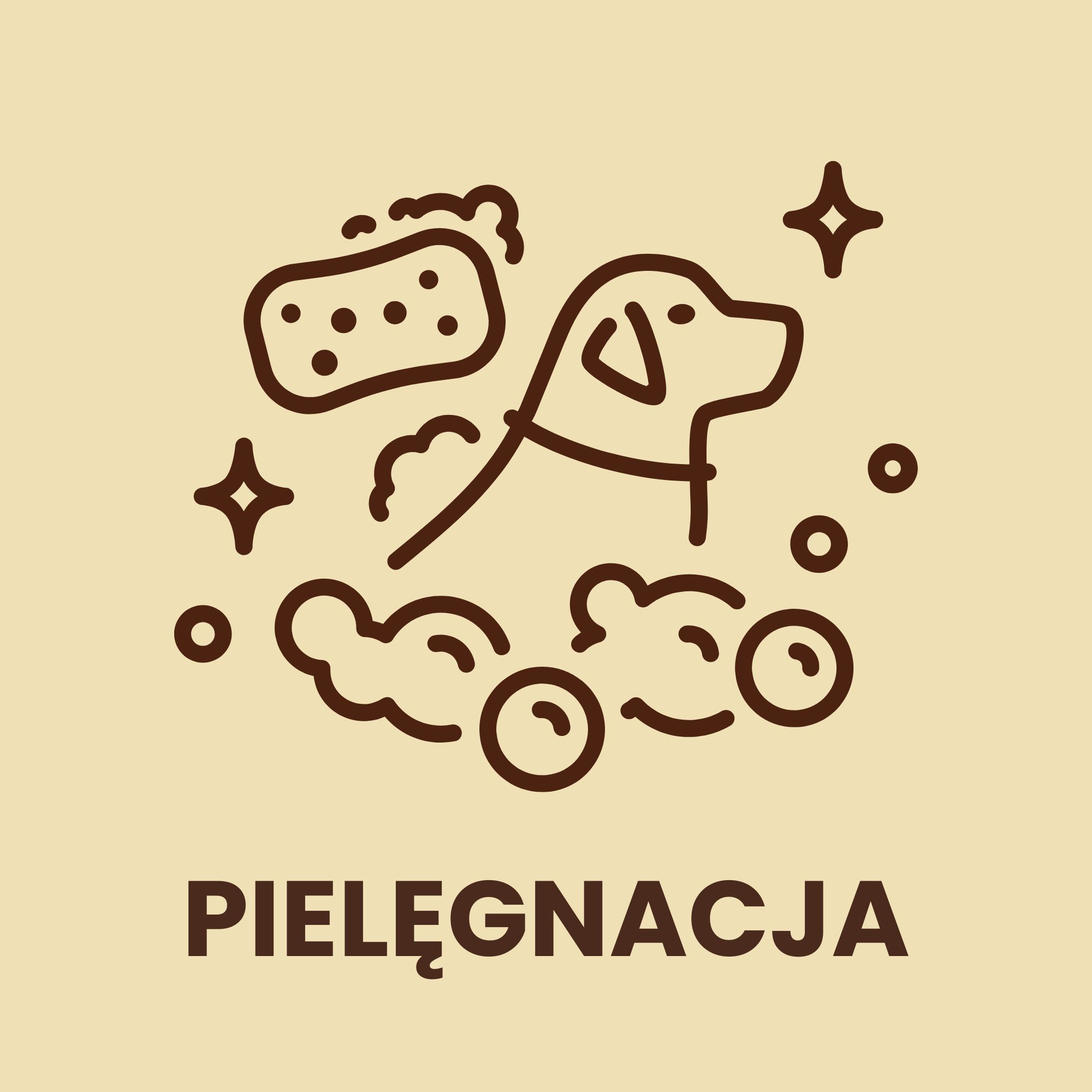 pielęgnacja jamnika pielęgnacja jamnika