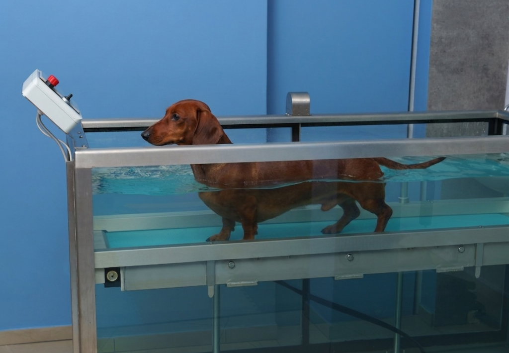 rehabilitacja kregosłupa u jamnika