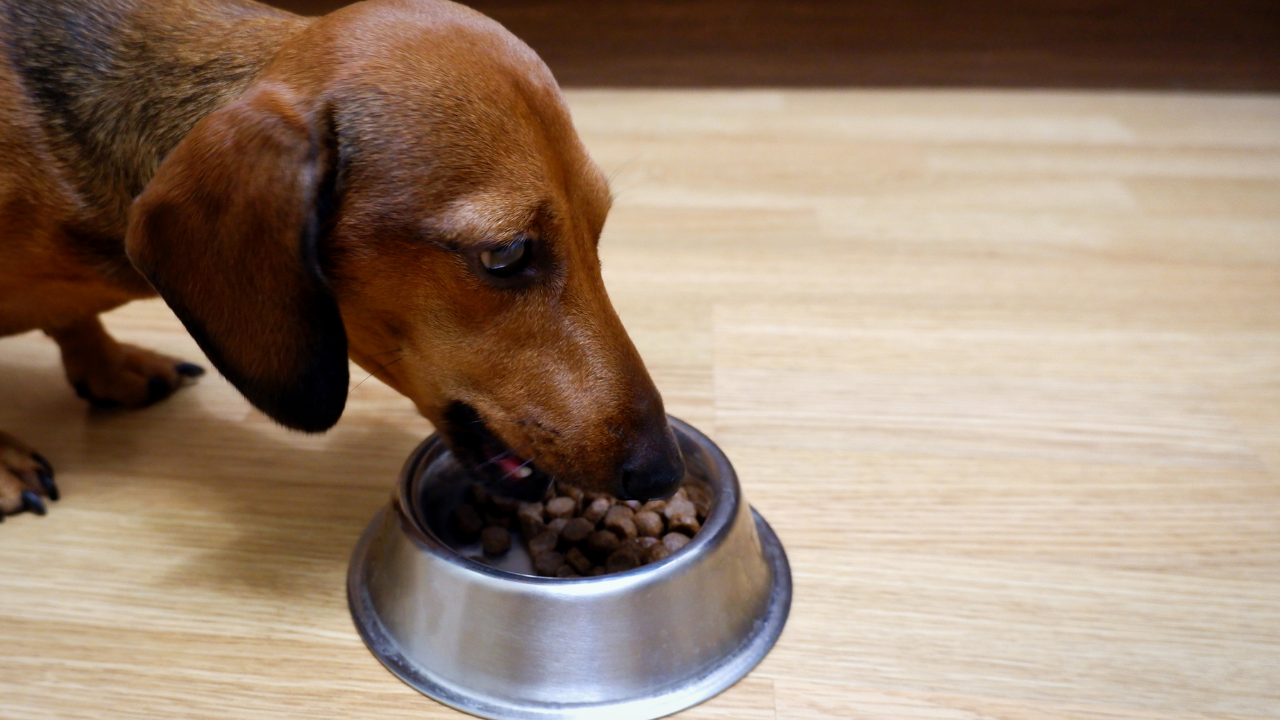 żywienie jamnika żywienie jamnika