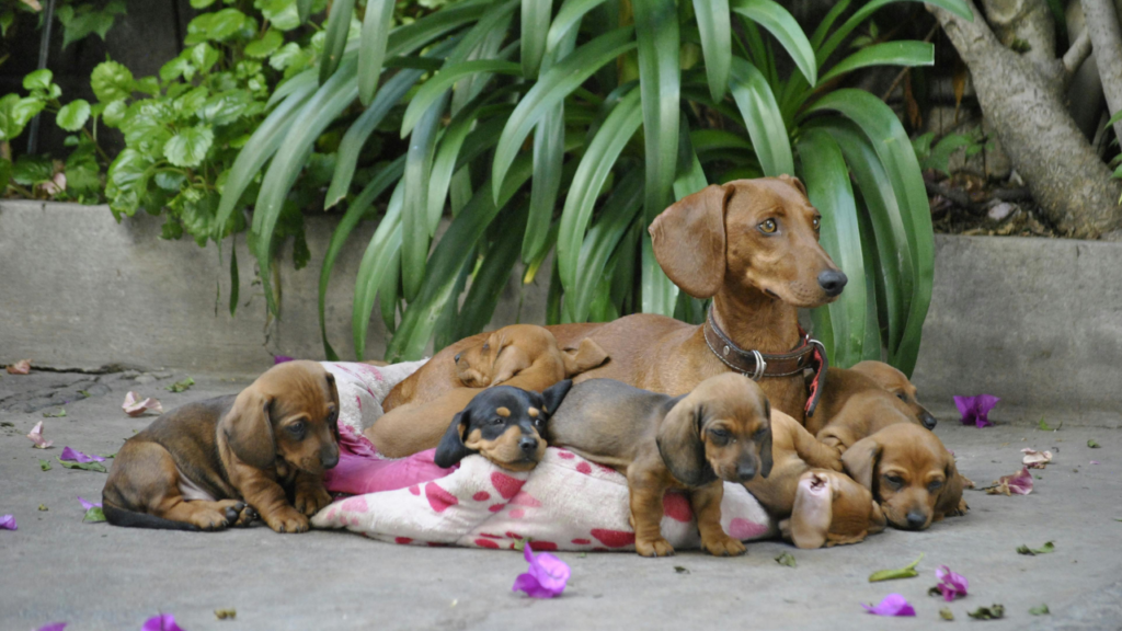 Szkolenie szczeniaka jamnika