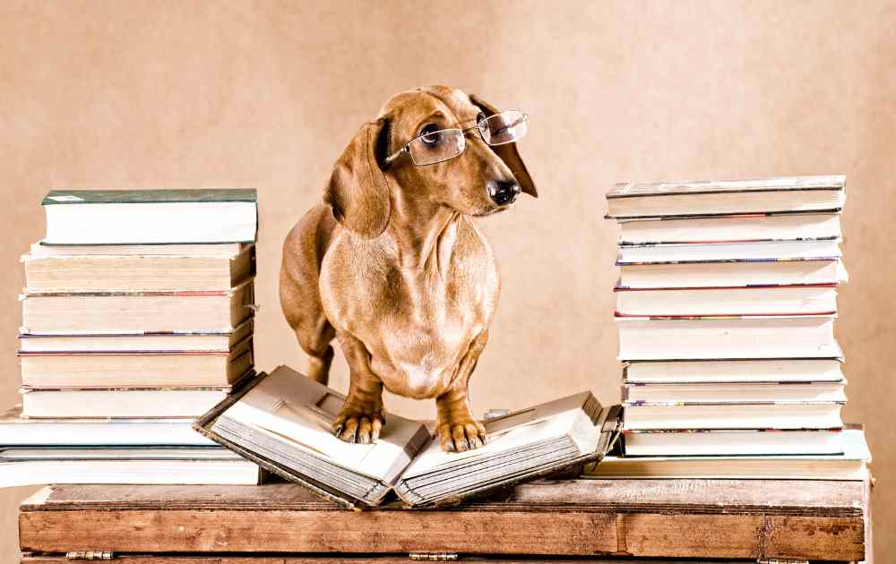 jamniki problemy z plecami