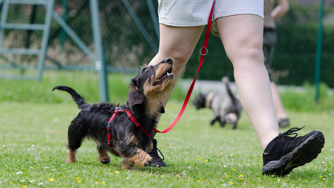 szkolenie jamnika szkolenie jamnika