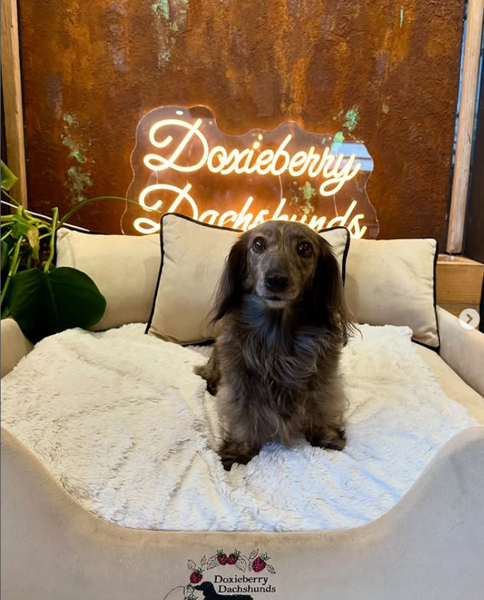 jamnik długowłosy brindle