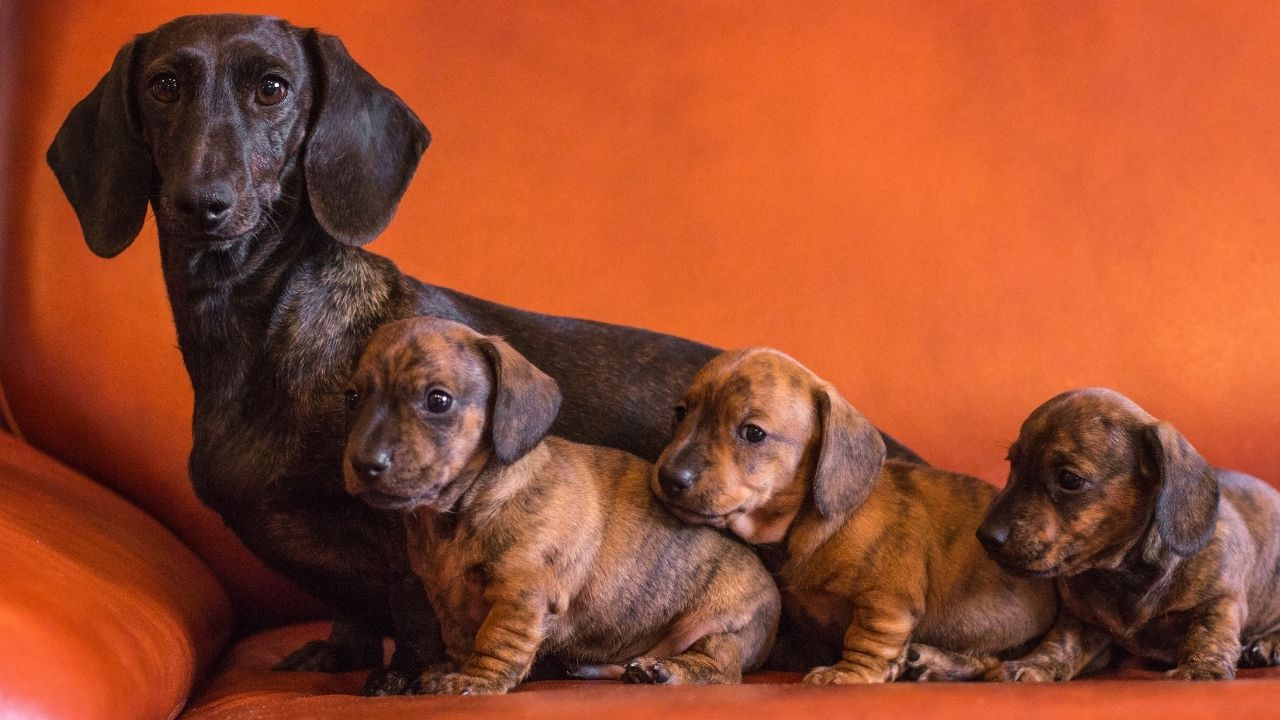 jamnik brindle jamnik brindle