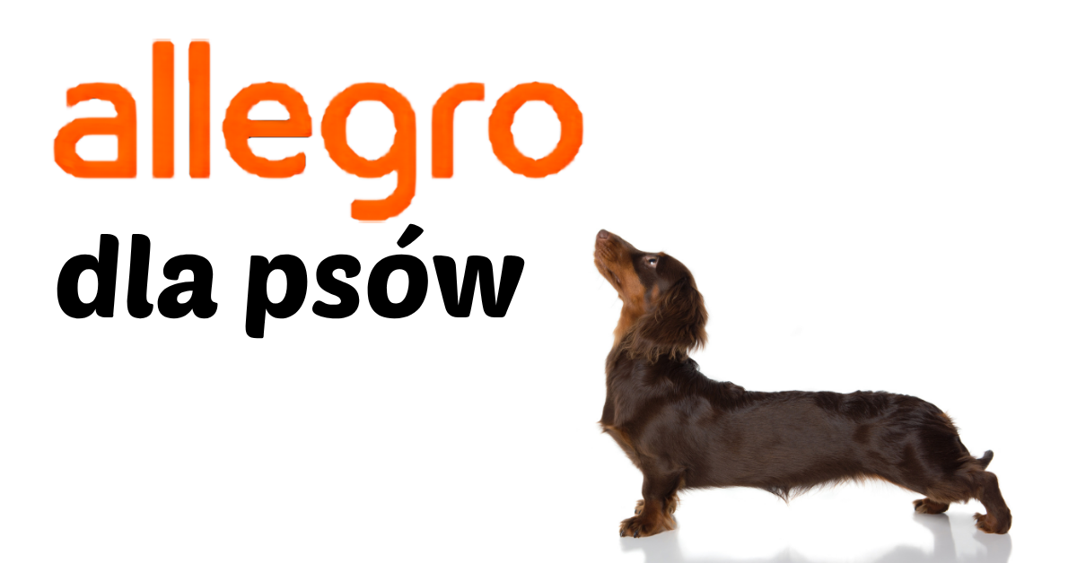 allegro dla psów